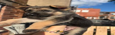 German Shepherd 6