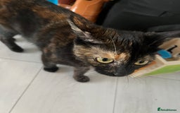 British Shorthair cats for sale: 2 kittens and mother for sale  - Image 3