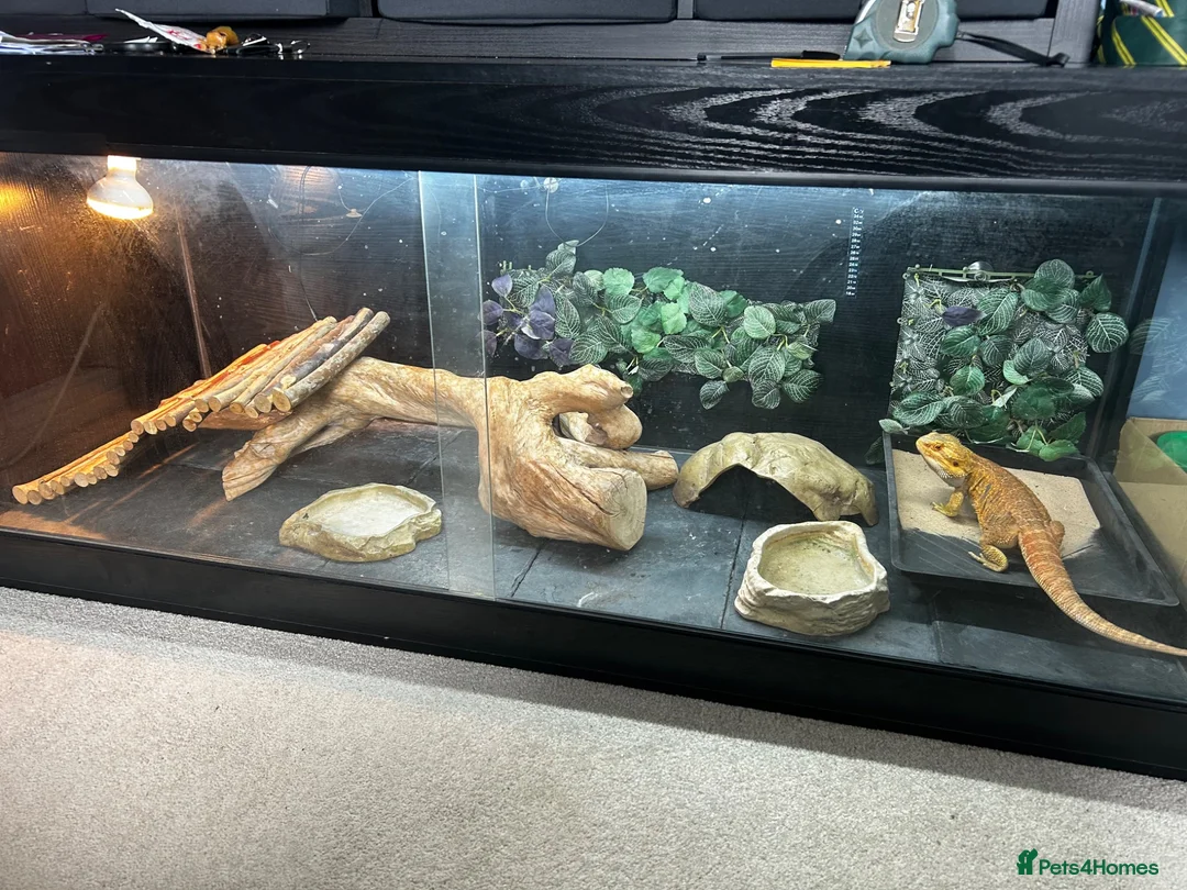 Bearded Dragon reptiles for sale: 5 year old male bearded dragon incl. viv - Advert 2
