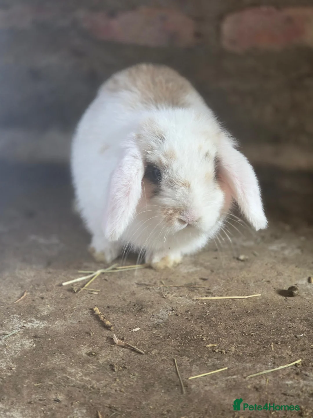 Mini Lop rabbits for sale: Tricoloured minilop ready 11th October - Advert 3