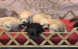 Miniature Dachshund dogs for sale:  Exquisite Long Coat Cream & Black & Tan Babies - Image 19