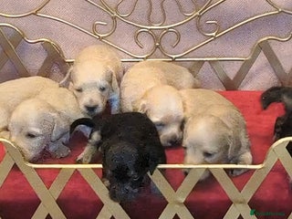 Miniature Dachshund dogs Exquisite Long Coat Cream & Black & Tan Babies - Advert 9