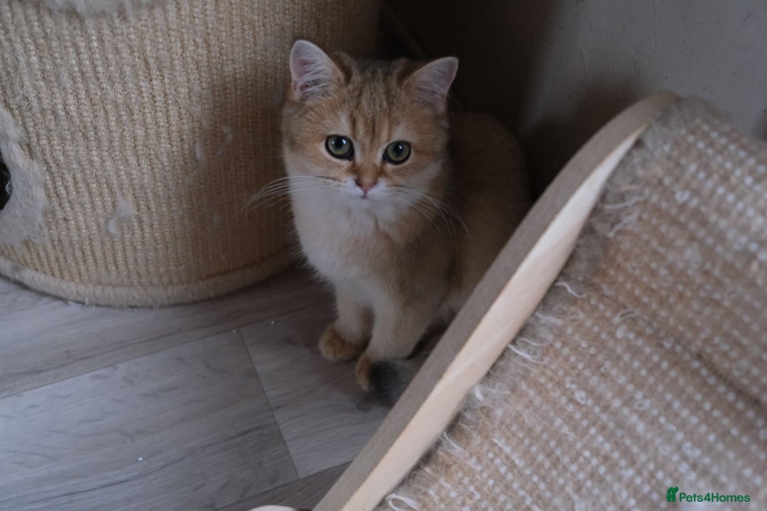 Scottish Fold cats for sale: Scottish fold and straight kittens  - Advert 22