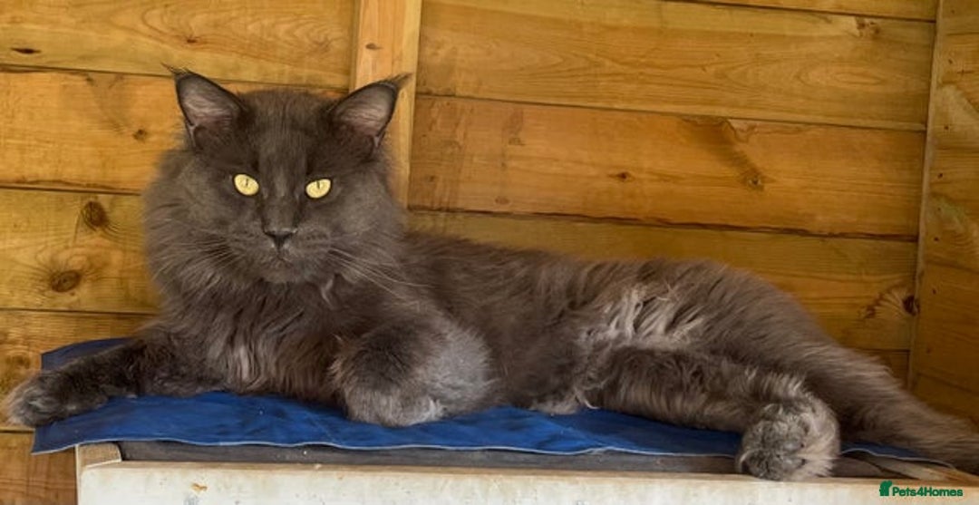 Maine Coon cats for sale: Maine coon smoke kittens  - Advert 10