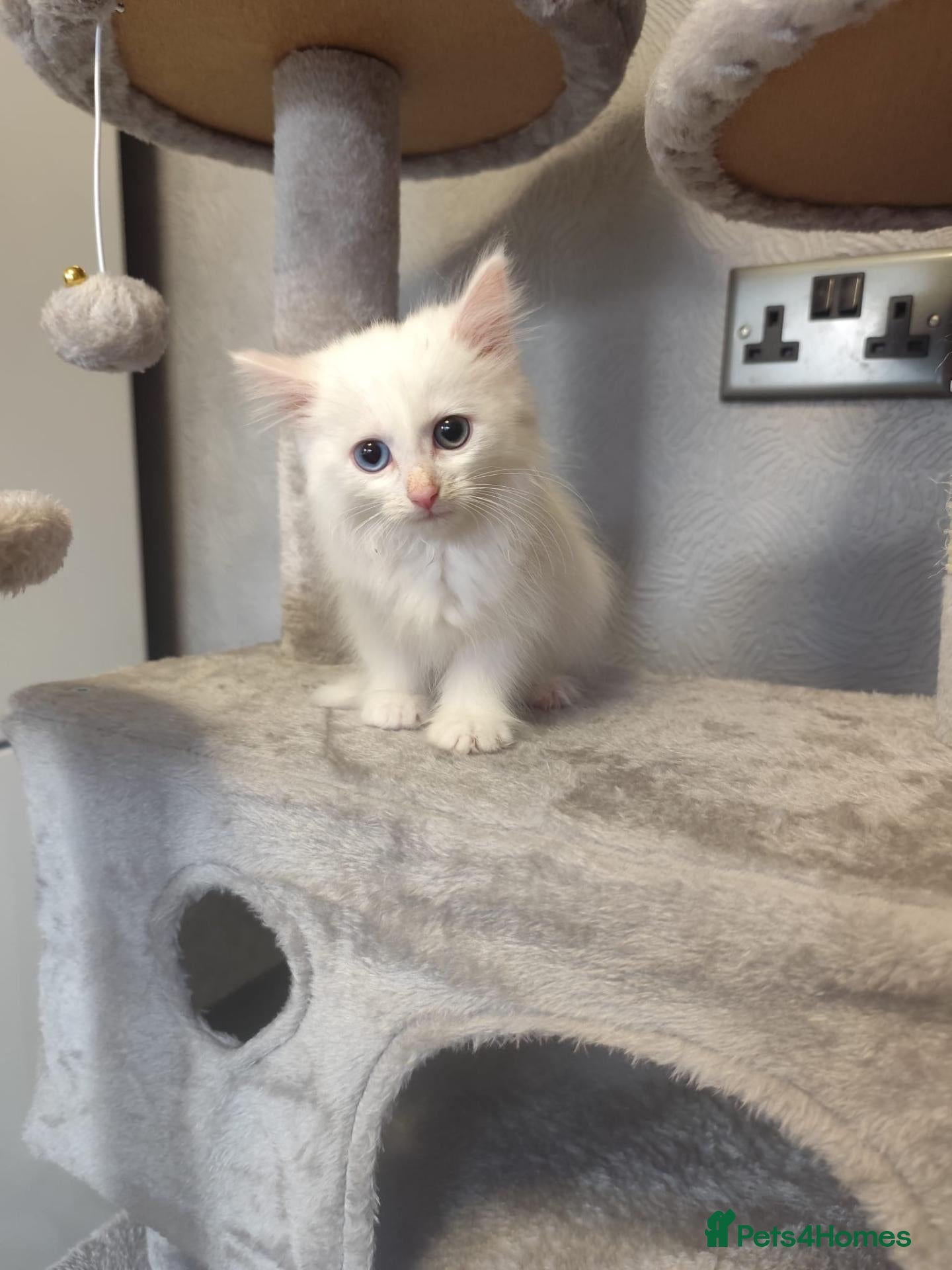 Mixed Breed cats 🐾 Beautiful Kittens Looking for Loving Homes! 🐾 - Advert 2