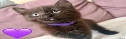 Mixed Breed cats for sale: Fluffiest of Fluff Balls - Advert 5