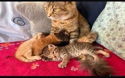 Mixed Breed cats for sale: 1ginger boy beautiful kitten left£150 uno  in London - Image 1