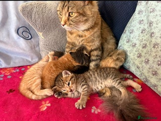 Mixed Breed cats in London - Advert 29