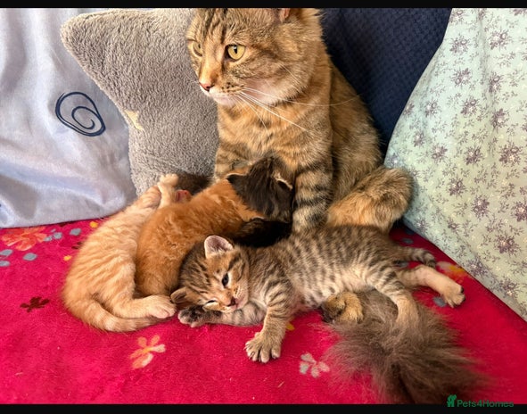 Mixed Breed cats ALL REHOMED ! Thanks in London - Advert 2