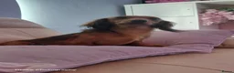 Miniature Dachshund dogs for sale: Female Longhaired Shaded Red Miniature - Advert 3