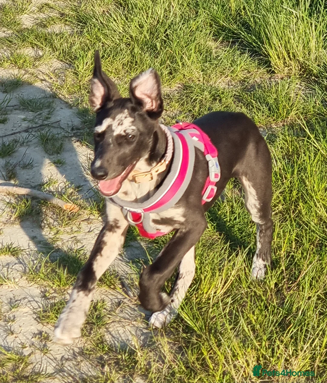 Lurcher dogs for stud: Merle lurcher for stud  in Rotherham - Advert 11