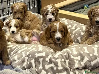 Mixed Breed dogs Mini Goldendoodle / Aussiedoodle = Doubledoodle - Advert 11