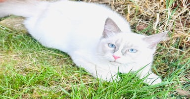 Ragdoll cats - Advert 6