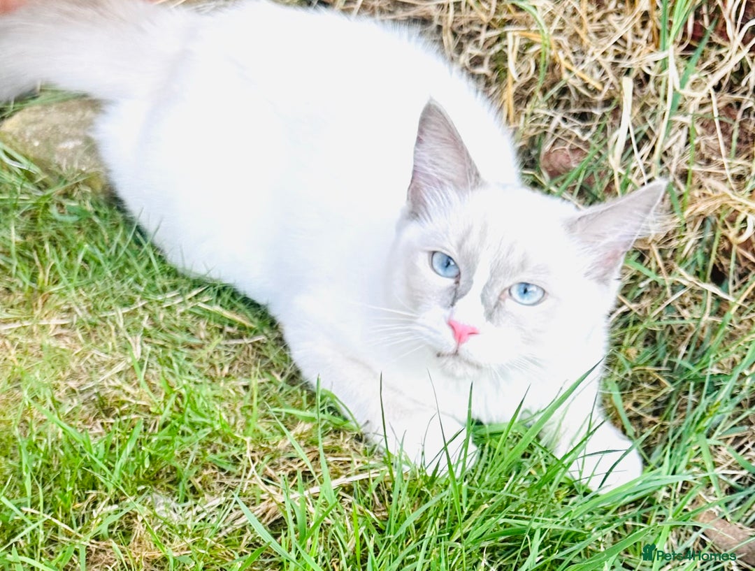 Ragdoll cats for sale: GCCF RAGDOLLS  - Image 2