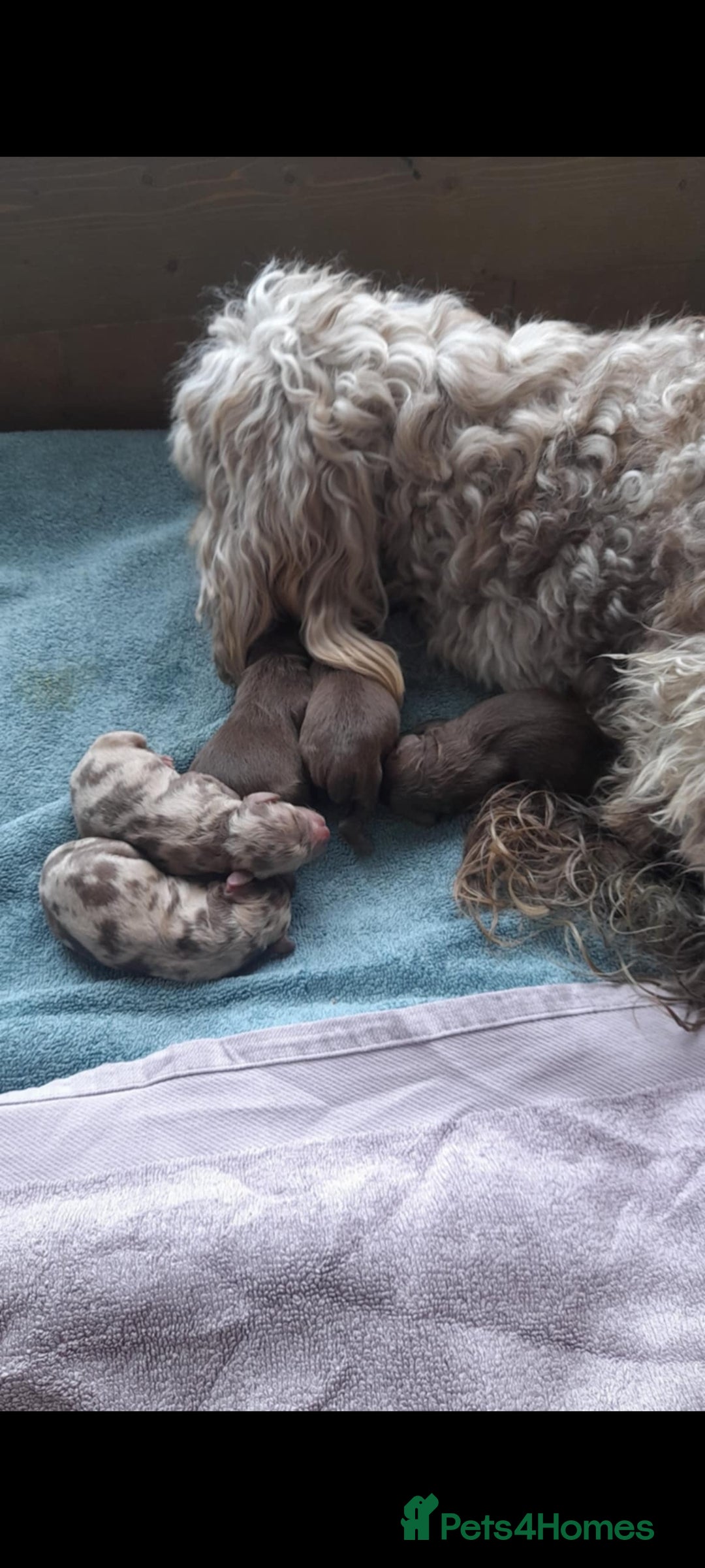 Cockapoo dogs for sale: F1b Cockapoo pups - Image 3