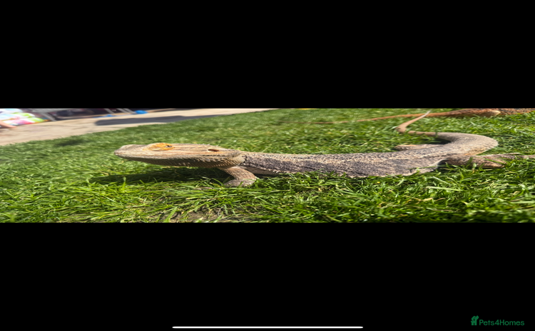 Bearded Dragon reptiles - Advert 7