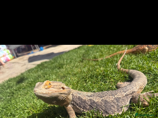 Bearded Dragon reptiles - Advert 14