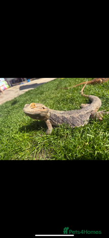 Bearded Dragon reptiles - Advert 7