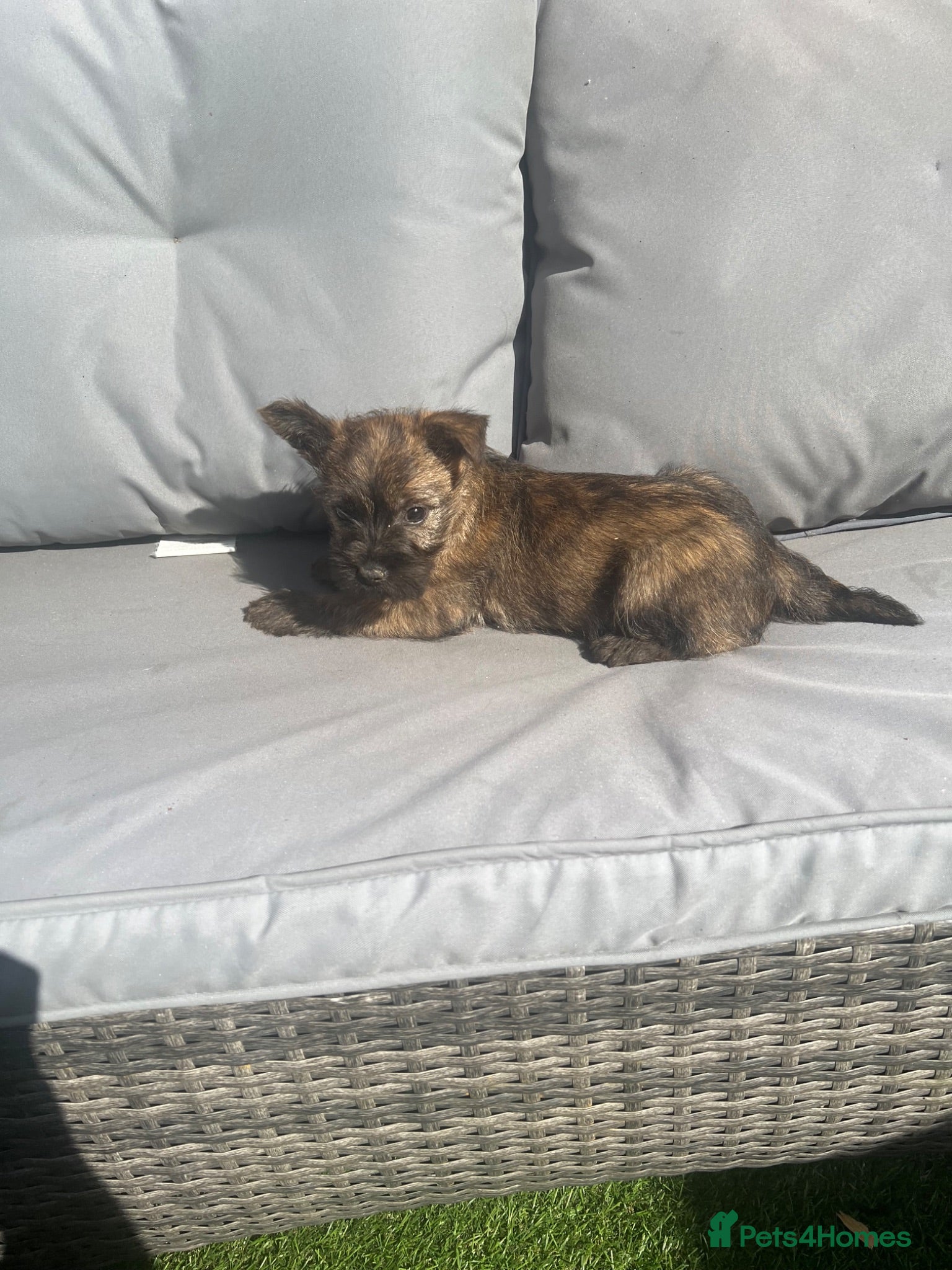 Cairn Terrier dogs Cairn terrier puppy’s  - Advert 2