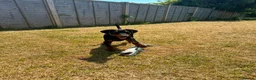 Dobermann dogs for sale: European Doberman Puppy 11 weeks old in Chichester - Advert 5