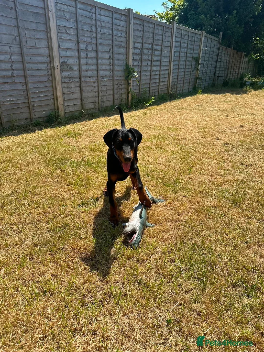 Dobermann dogs for sale: European Doberman Puppy 11 weeks old in Chichester - Advert 5