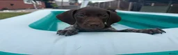 German Shorthaired Pointer dogs for sale: Exceptional KC German Shorthair Puppies  in Macclesfield - Advert 4