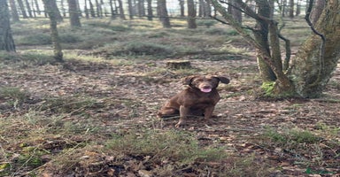 Labrador Retriever dogs - Advert 15
