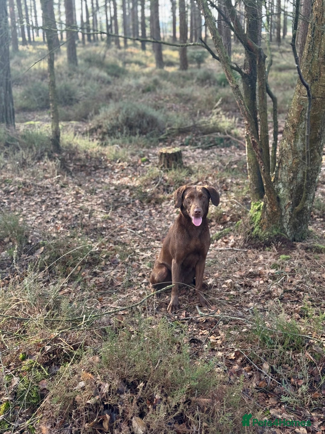 Labrador Retriever dogs for sale: 2 Year Old Chocolate Labrador Bitch - Image 3