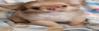 Chihuahua 5
