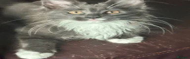 Maine Coon 4