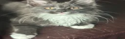 Maine Coon cats for sale: Full breed Maine coon  - Advert 13
