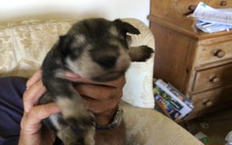 Miniature Schnauzer dogs for sale: Fully Health Tested KC Reg Mini Schnauzer pups - Image 6