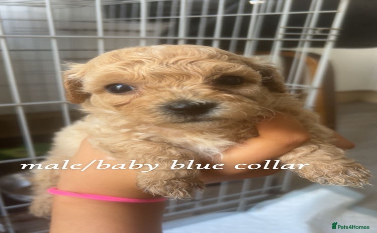 Poochon dogs - Advert 7