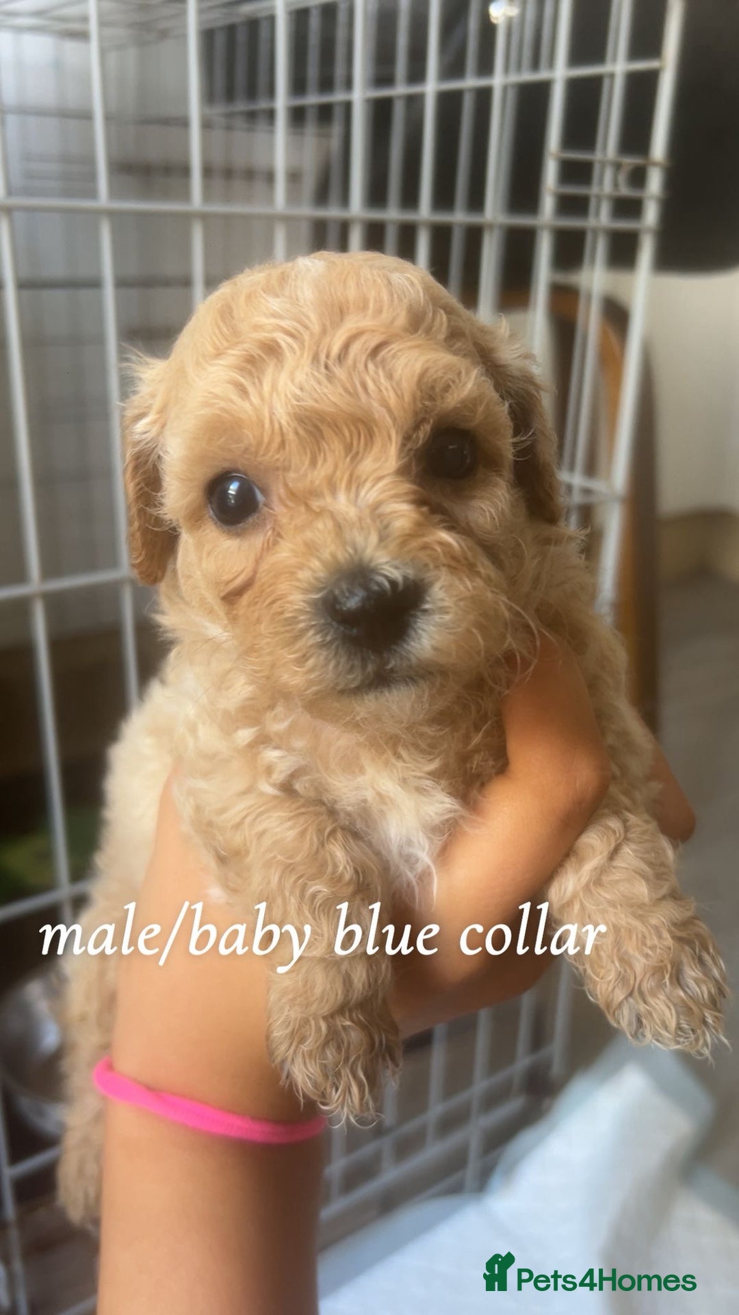 Poochon dogs for sale: Poochon Puppies - Image 4