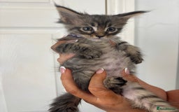 Maine Coon cats for sale: Maine coon kittens TICA registered  - Image 5