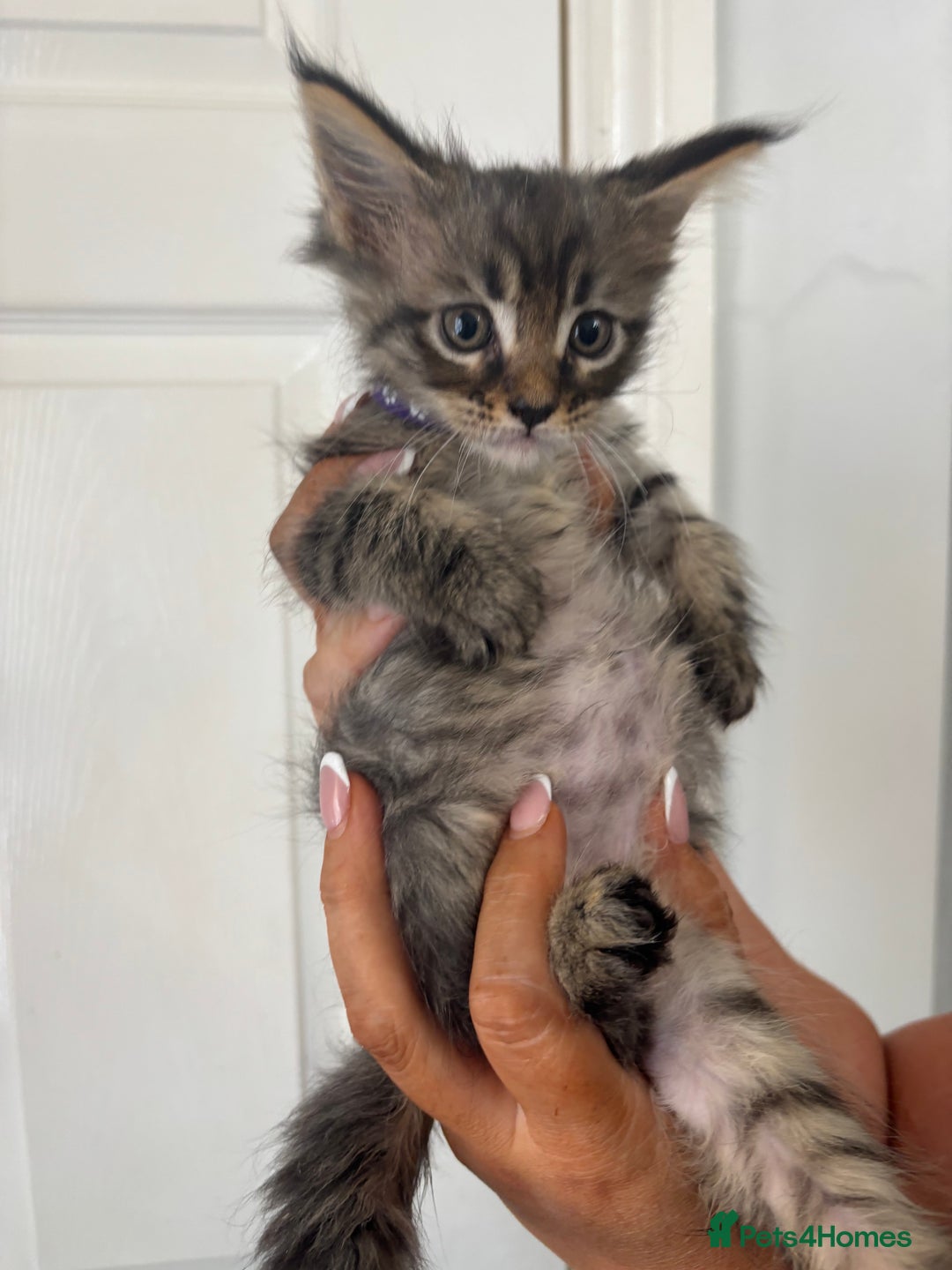 Maine Coon cats for sale: Maine coon kittens TICA registered  - Image 5