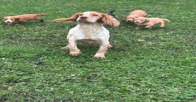 Cocker Spaniel dogs - Advert 1