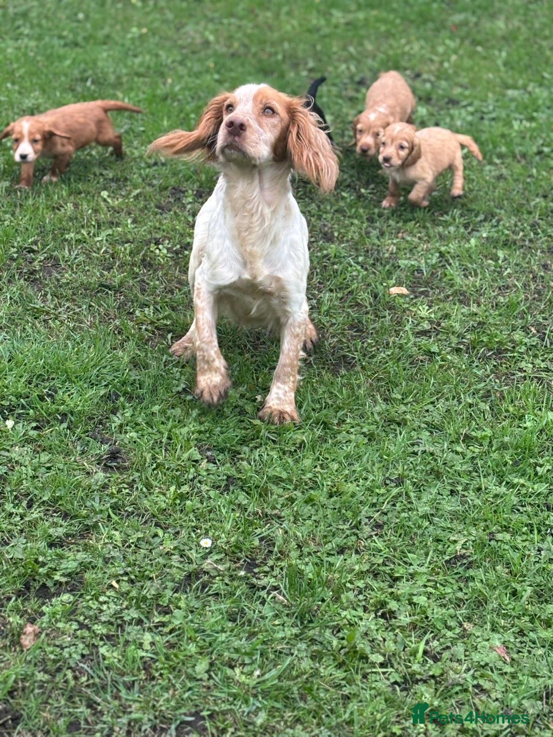 Cocker Spaniel dogs for sale: 7 gorgeous cocker spaniel puppies - Image 2