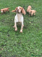 Cocker Spaniel dogs - Advert 11