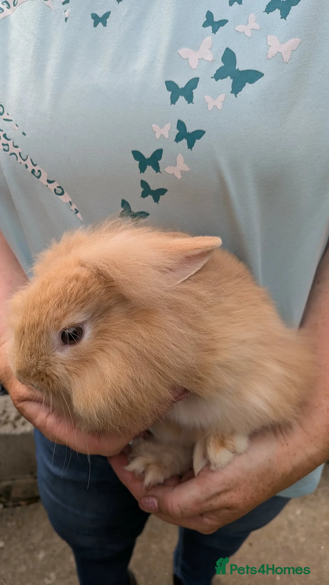 Lionhead rabbits for sale: Beautiful Double Mained Lionheads - Advert 2