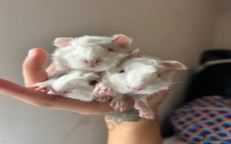 Guinea Pig rodents for sale: Beautiful Otter colour full peruvian& 3 PEWs   - Advert 18