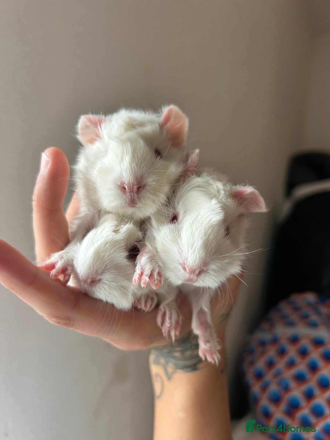 Guinea Pig rodents for sale: Beautiful Otter colour full peruvian& 3 PEWs   - Advert 18