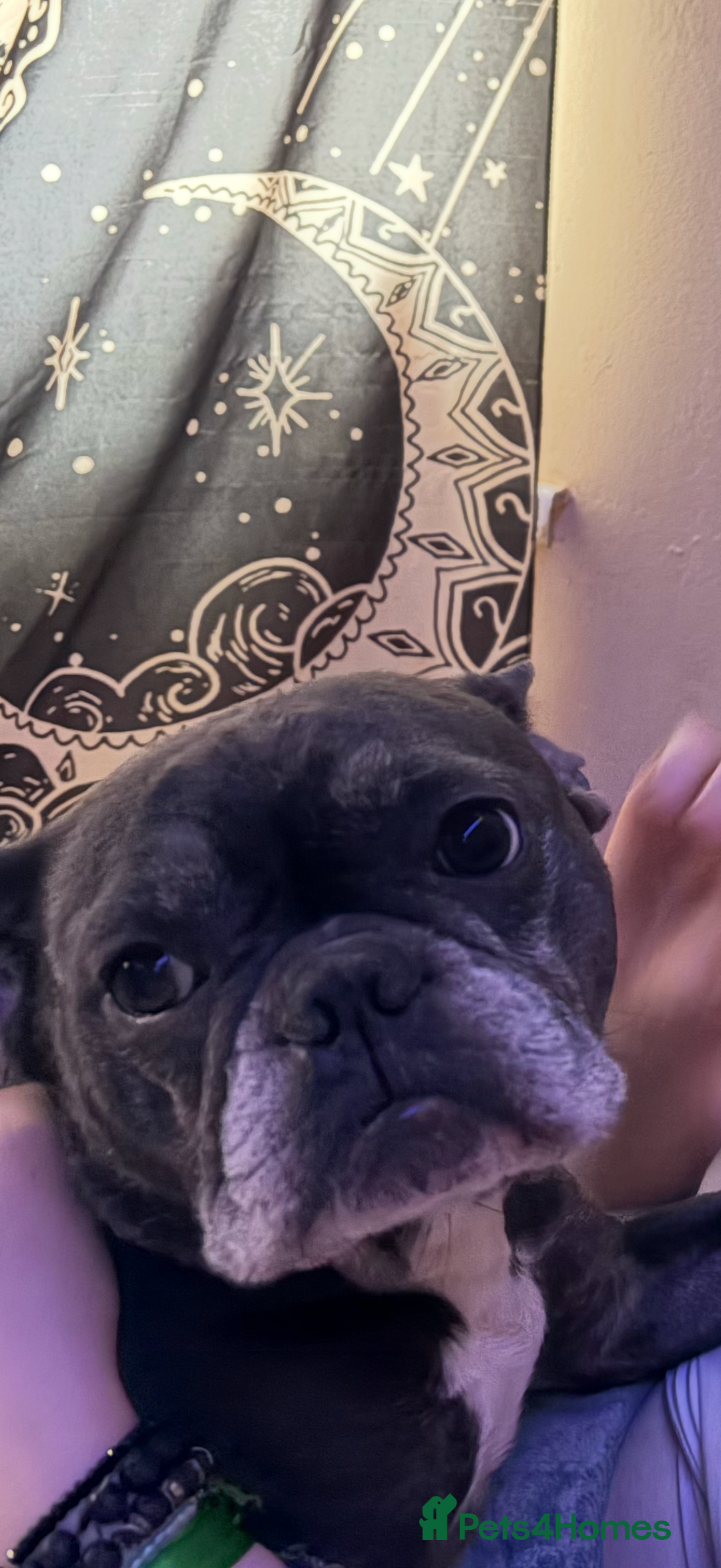 French Bulldog dogs for sale: Bella  - Advert 2