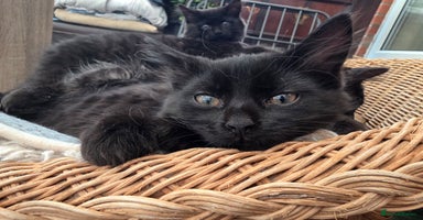 Mixed Breed cats - Advert 2