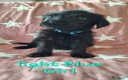 Labradoodle dogs for sale: BEAUTIFUL LABRADOODLE PUPPIES READY NOW  - Image 4