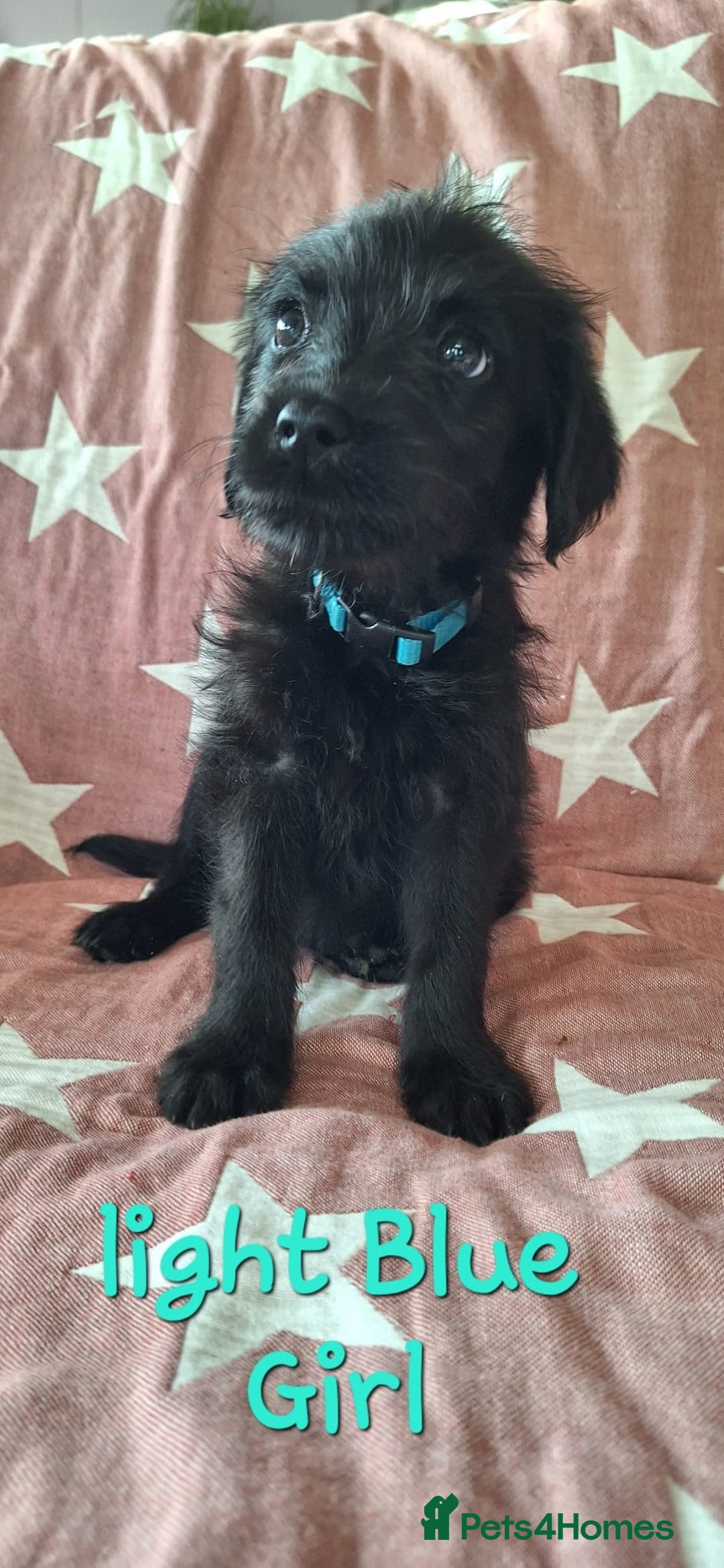 Labradoodle dogs for sale: BEAUTIFUL LABRADOODLE PUPPIES READY NOW  - Image 4