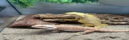 Bearded Dragon reptiles for sale: Bearded dragon  - Advert 1