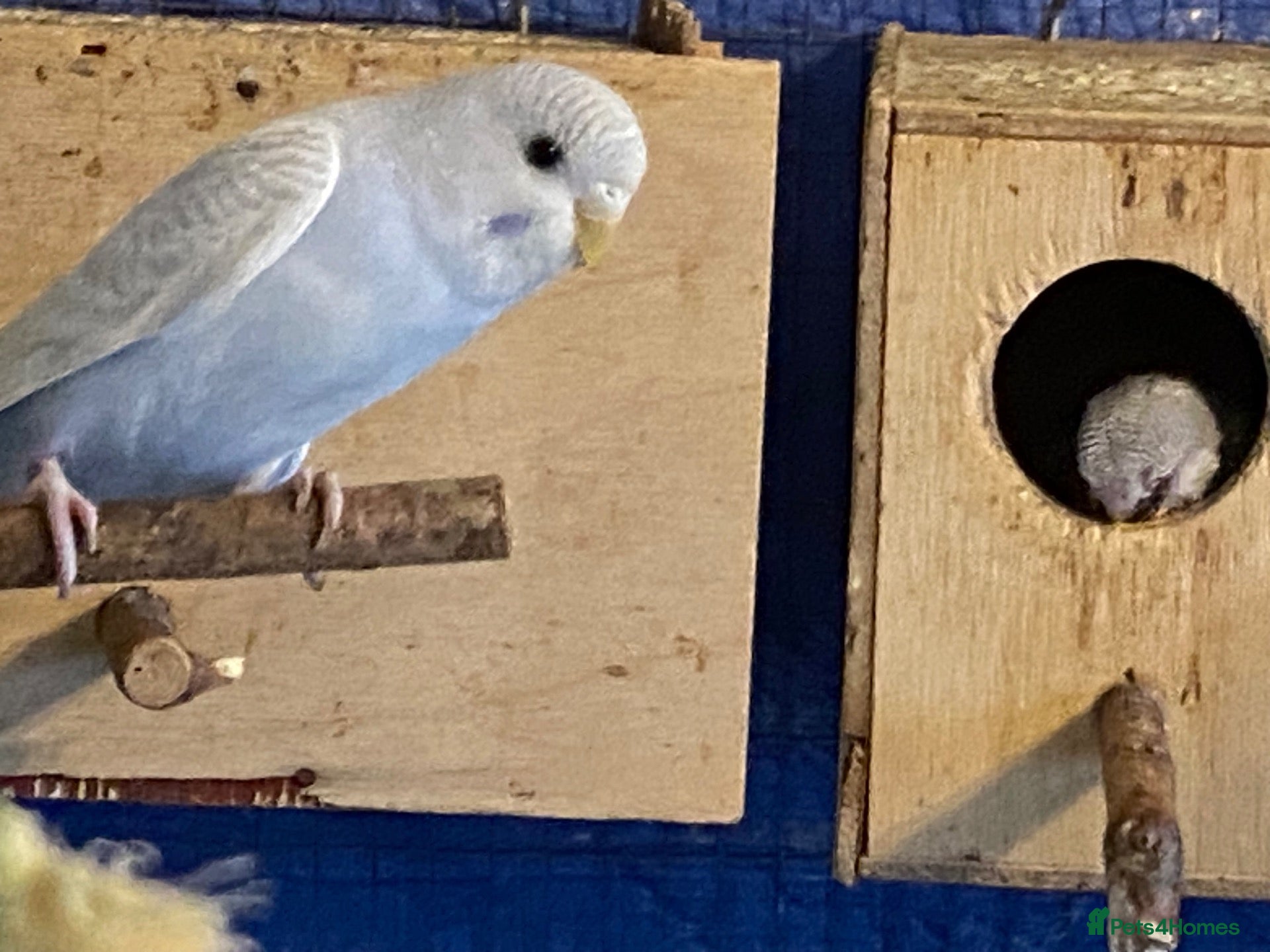 Budgerigars birds Baby budgies  - Advert 1