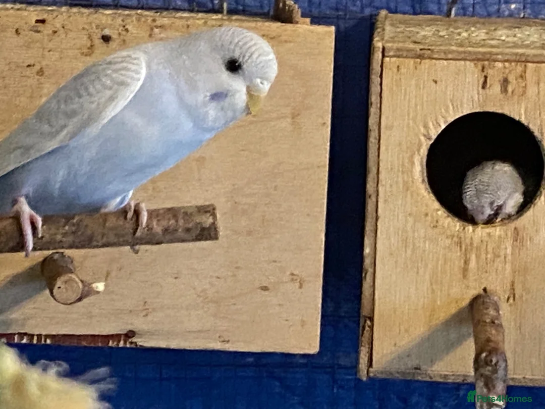 Budgerigars birds for sale: Baby budgies  - Advert 1