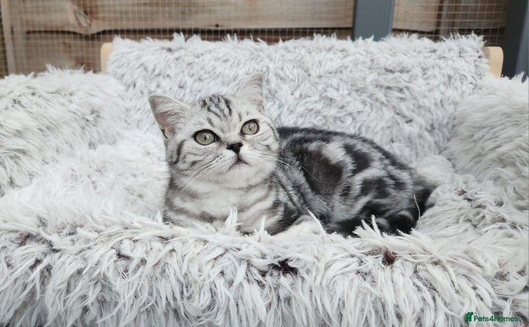 British Shorthair cats - Advert 1